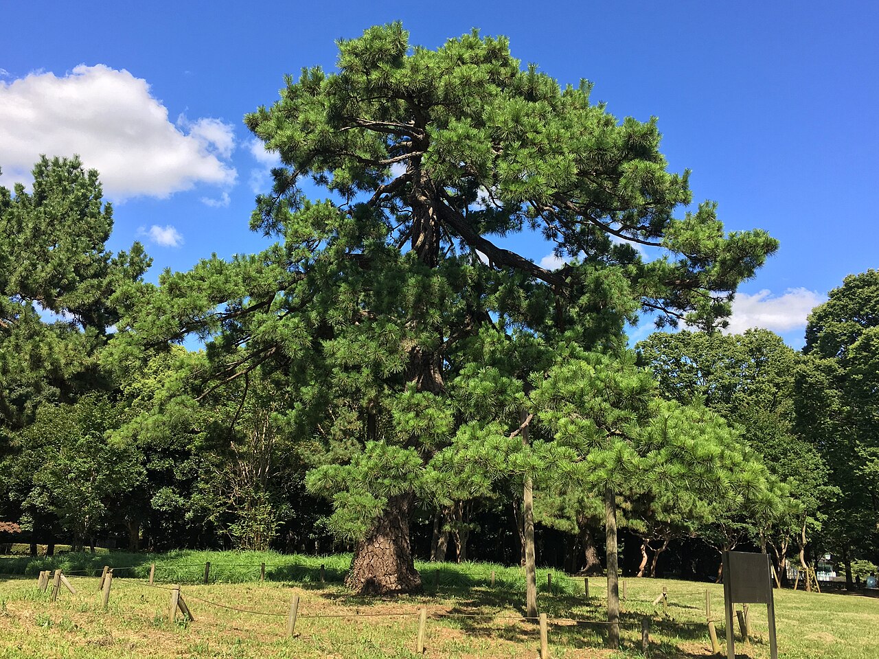 代々木公園にある「閲兵式の松」と呼ばれる黒松