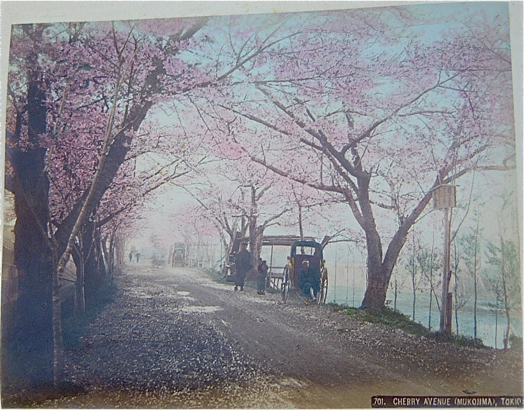 桜並木の下を人力車が走る道と、その先の隅田川を写した手彩色の古い写真