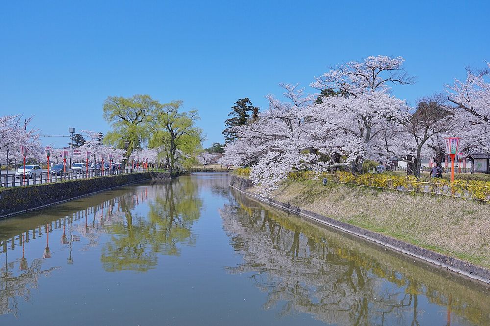 鶴ヶ岡城跡の水堀。桜が咲く堀の両岸に木々が並ぶ